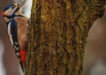 Konkurs fotograficzno-plastyczny „Dary lasu malowane światłem lub pędzlem”, organizowany przez Nadleśnictwo Dynów, został rozstrzygnięty!